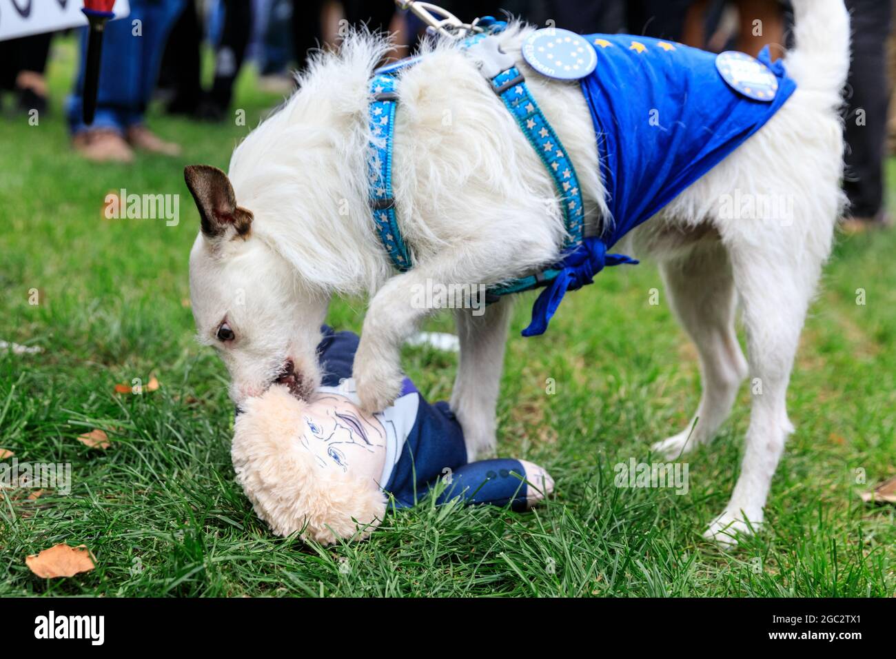 Small white dog chews on Boris Johnson doll dog toy at a Pro European rally in Westminster, London, UK Stock Photo