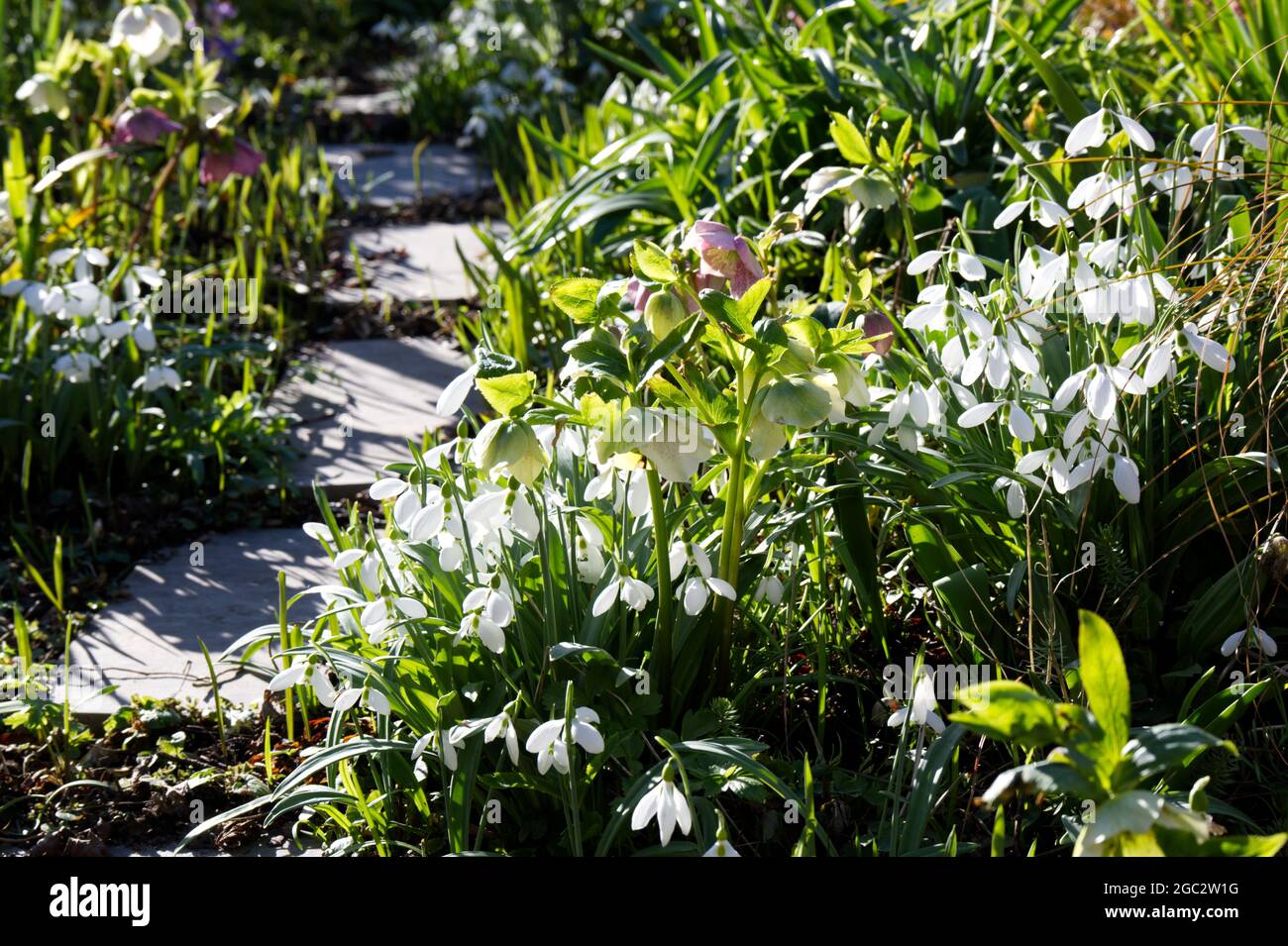 Snowdrops (galanthus nivalis)  and hellebores along a stepping stone path in a winter garden February UK Stock Photo