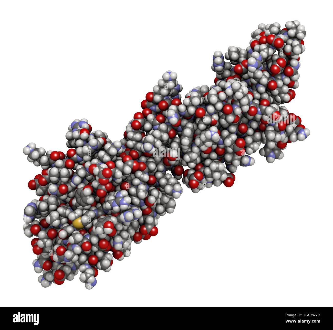 Programmed death-ligand 1 (PD-L1) protein, 3D rendering. Produce Stock Photo
