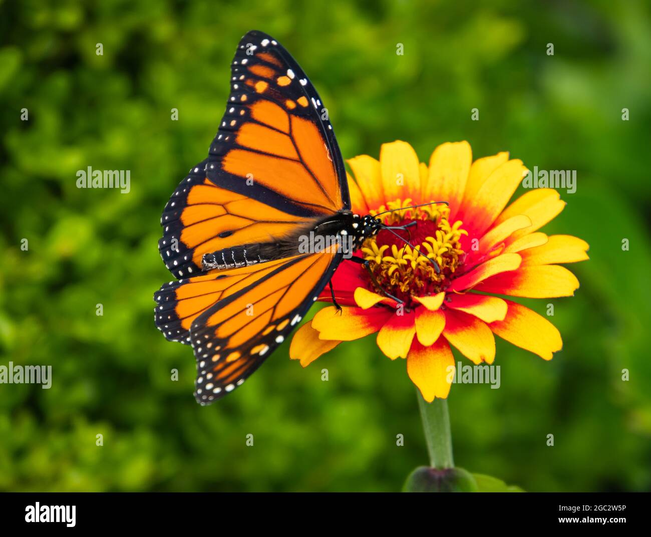 monarch butterfly on red and yellow zinnia in summer garden Stock Photo