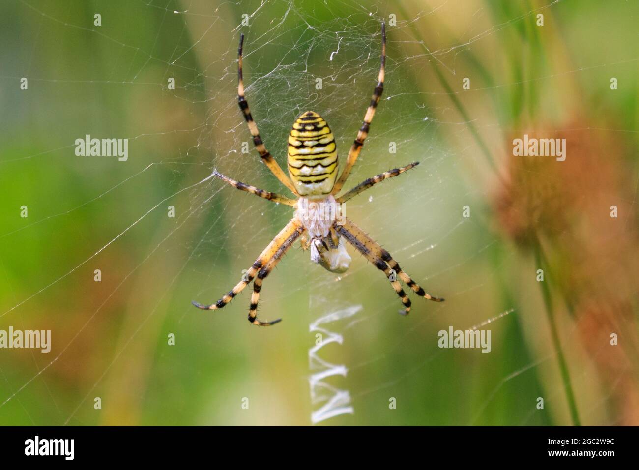 Wasp spider (Argiope bruennichi), dorsal side of yellow and black garden spider in web, with zigzag web decoration (stabilimentum), Germany Stock Photo