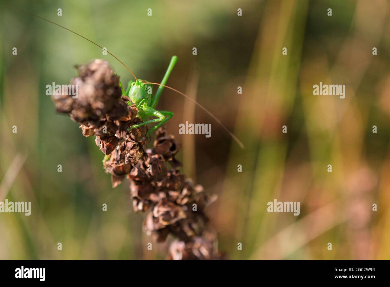Great green bush cricket (Tettigonia viridissima) sunbathes resting on a plant. The insects seem to enjoy the warmer temperatures and afternoon sunshi Stock Photo