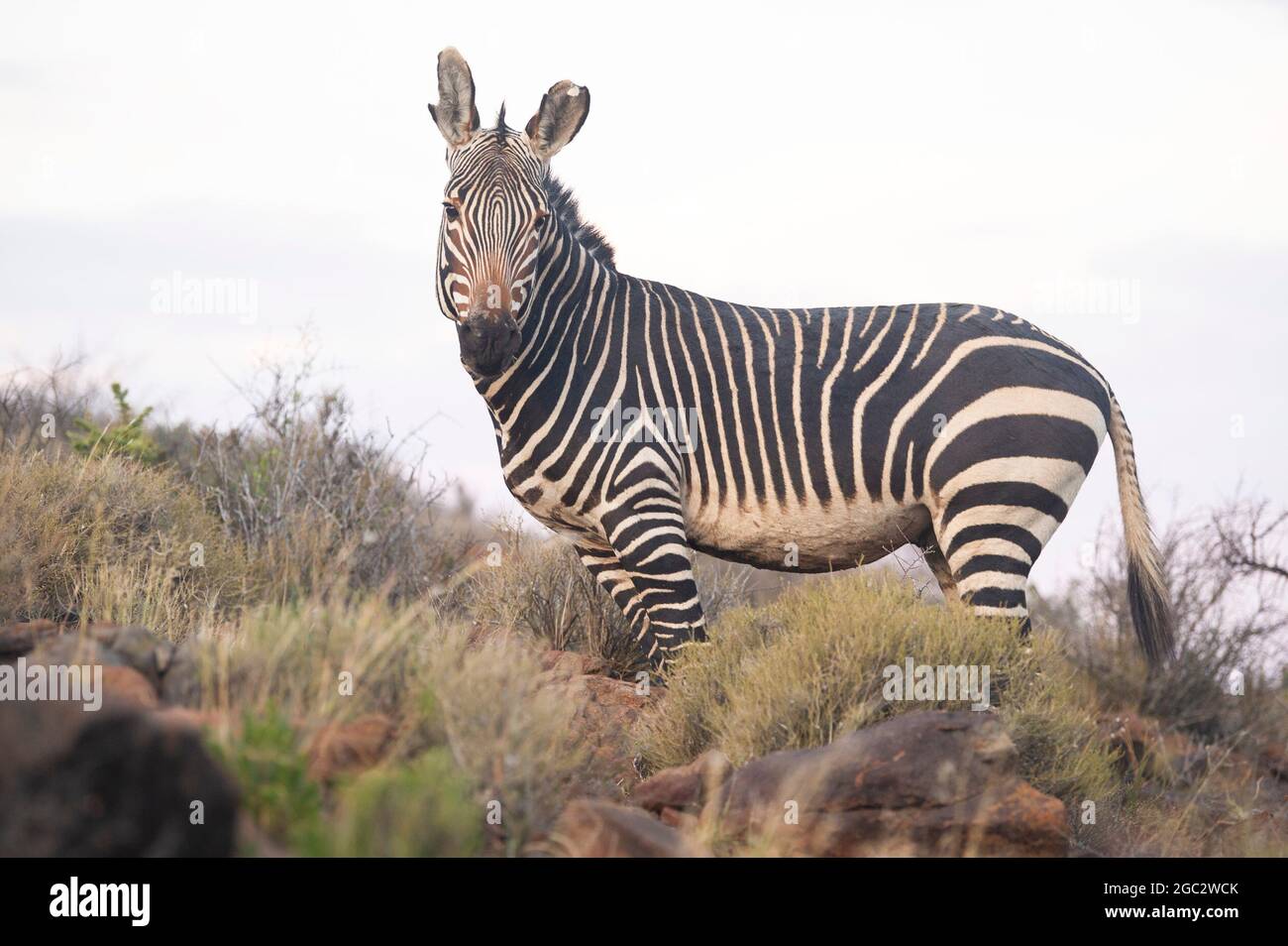 Cape mountain zebra, Equus zebra zebra, Karoo National Park, Beaufort West, South Africa Stock Photo