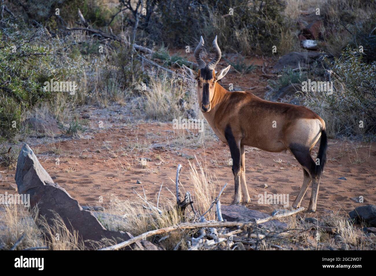 Red Hartebeest, Alcelaphus caama, Karoo National Park, Beaufort West, South Africa Stock Photo