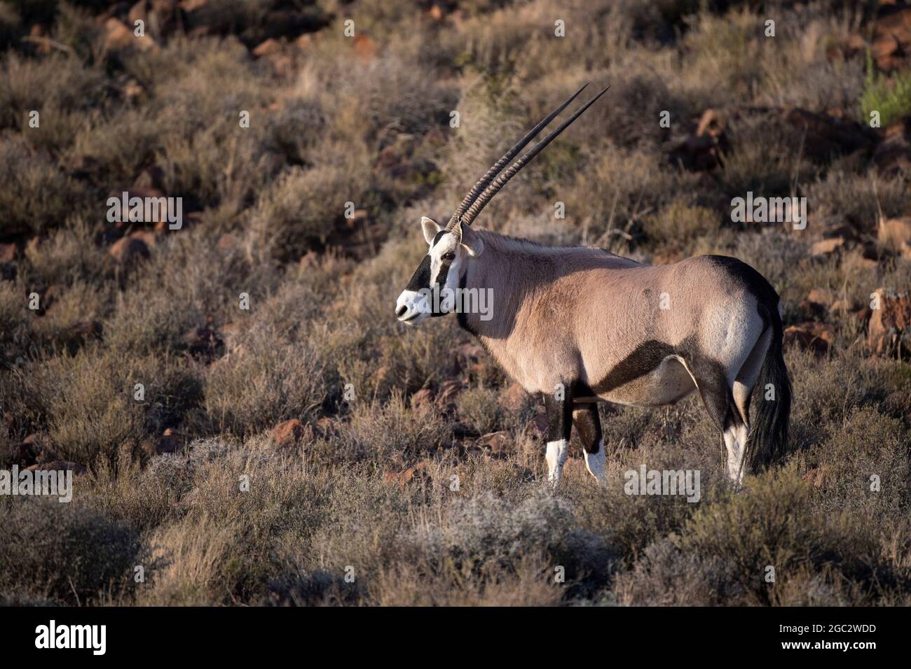 Gemsbok, Oryx gazella, Karoo National Park, Beaufort West, South Africa Stock Photo