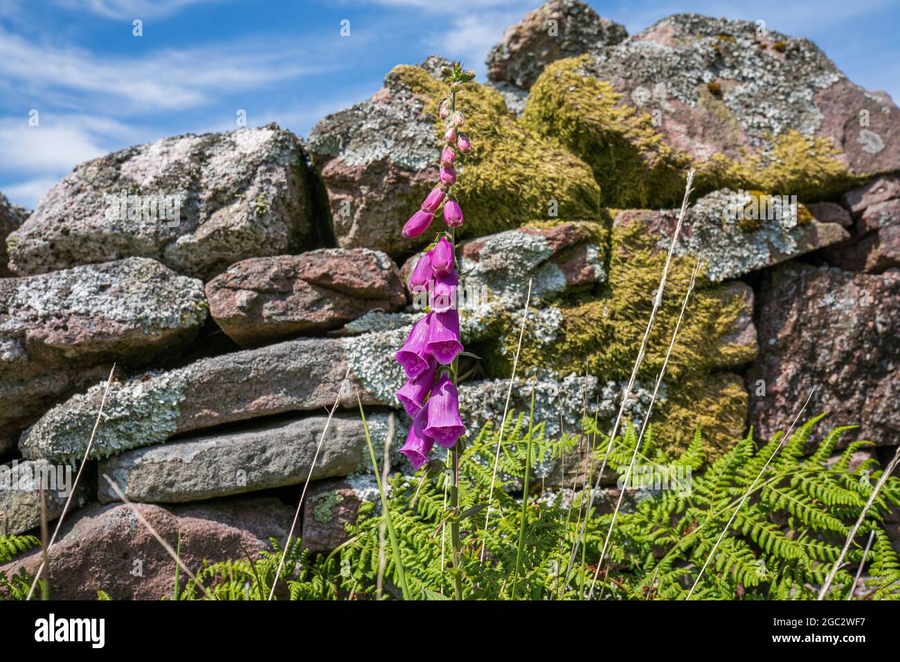 Single wild purple foxglove or Digitalis purpurea, Lady's glove and fern with old mossy stone wall background in South Wales, UK. British plants. Stock Photo