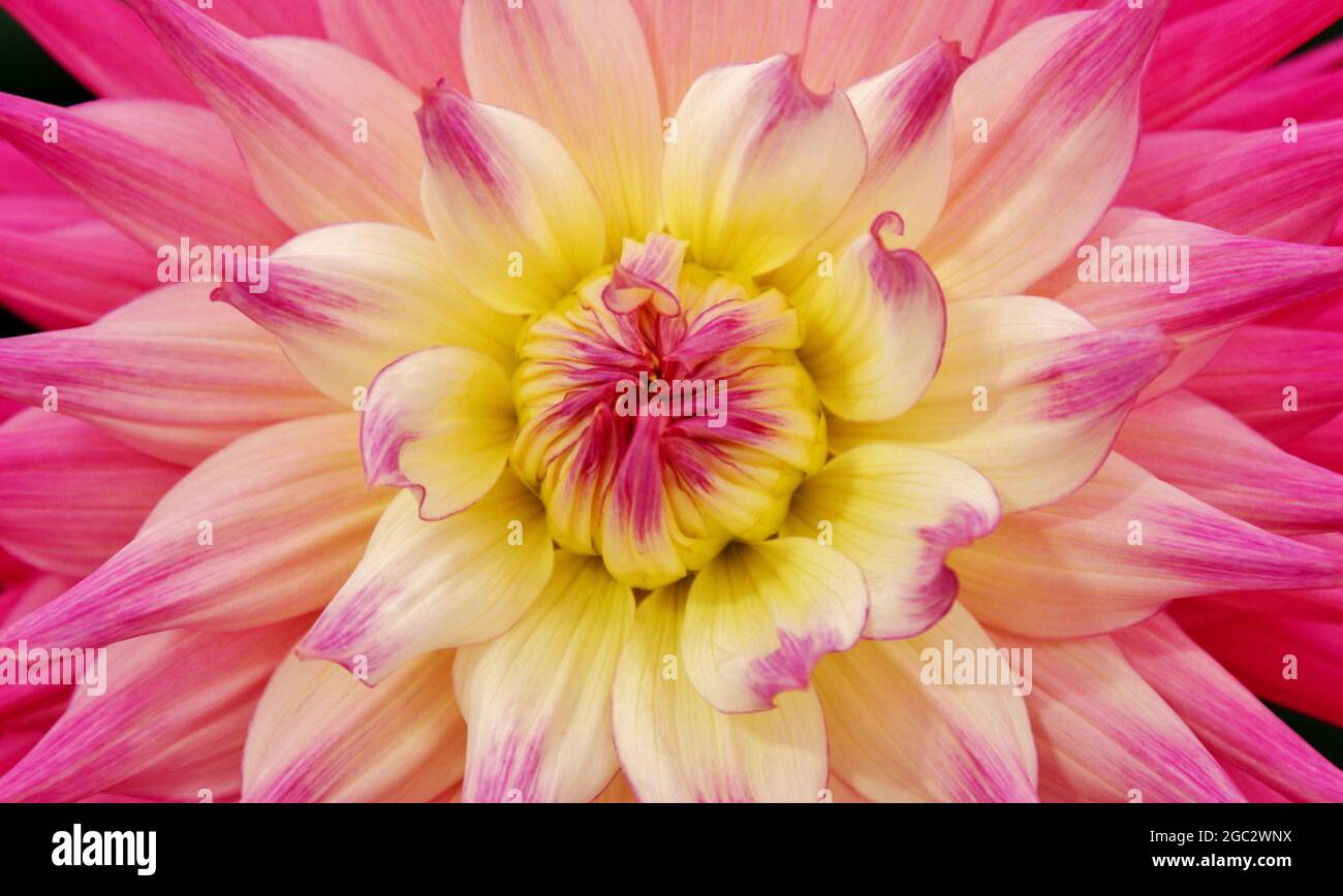 CLOSE-UP SHOT OF A DAHLIA, PURPLE AND WHITE WITH YELLOW TINTS Stock Photo