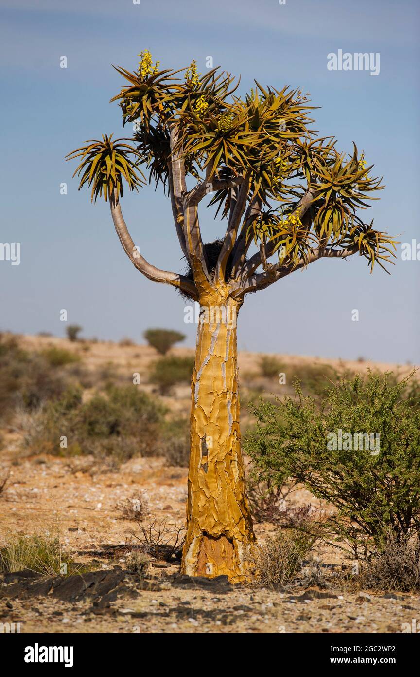 Flowering kokerboom or quiver tree, Aloe dichotoma, Augrabies Falls National Park, South Africa Stock Photo