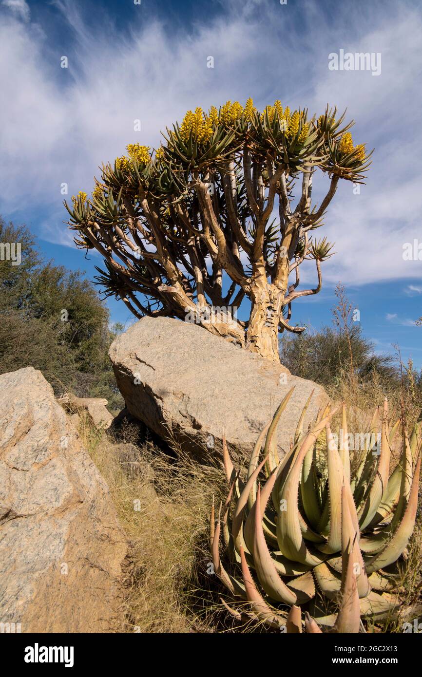 Flowering kokerboom or quiver tree, Aloe dichotoma, Augrabies Falls National Park, South Africa Stock Photo