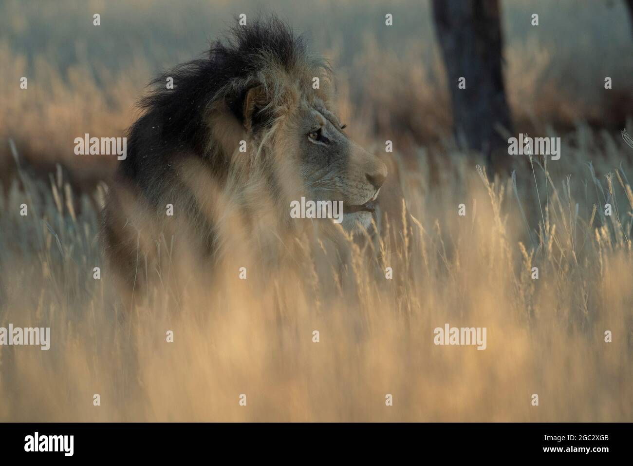 Black-maned kalahari lion, Panthera leo, Kgalagadi Transfrontier Park, South Africa Stock Photo