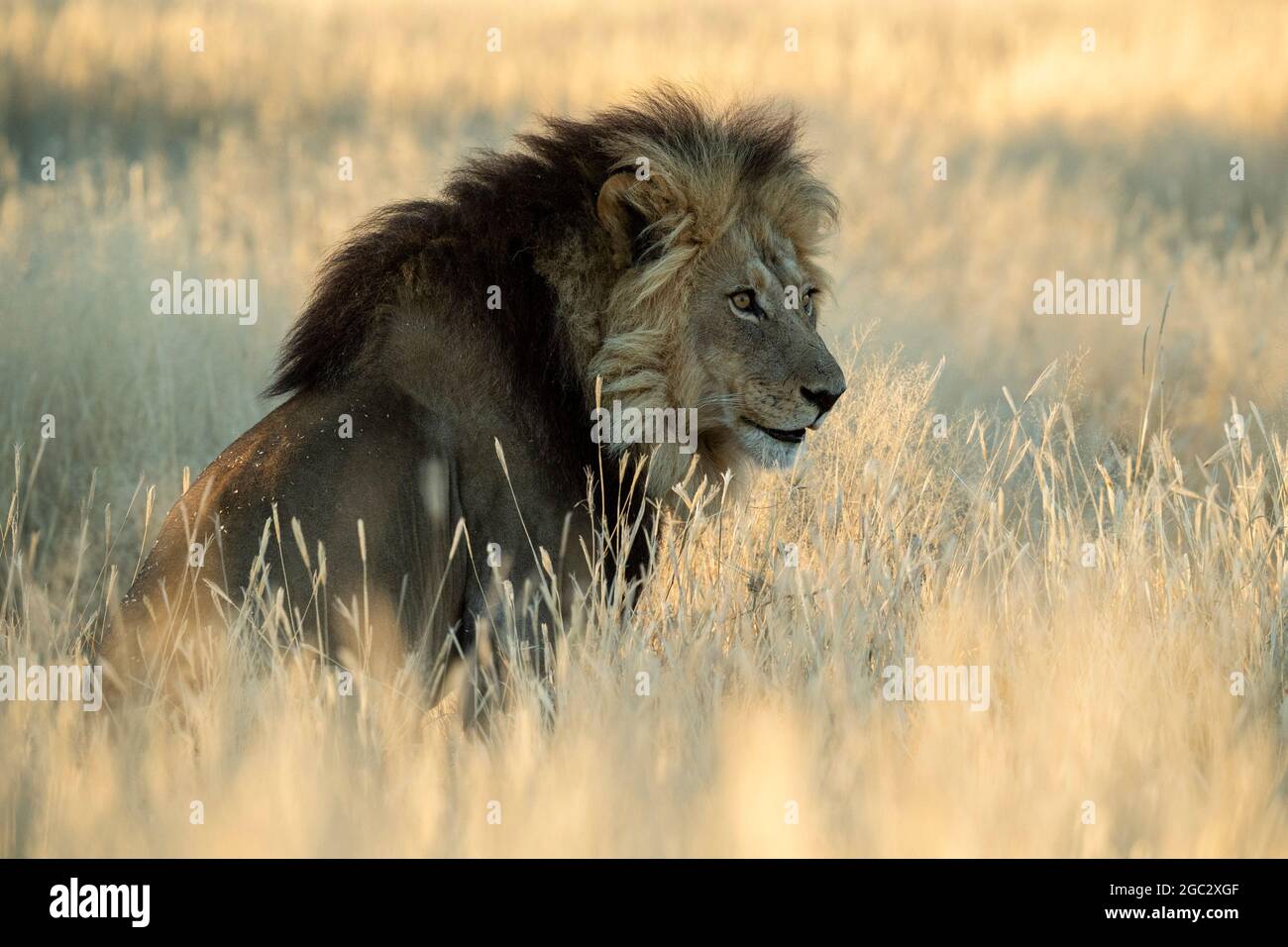 Black-maned kalahari lion, Panthera leo, Kgalagadi Transfrontier Park, South Africa Stock Photo