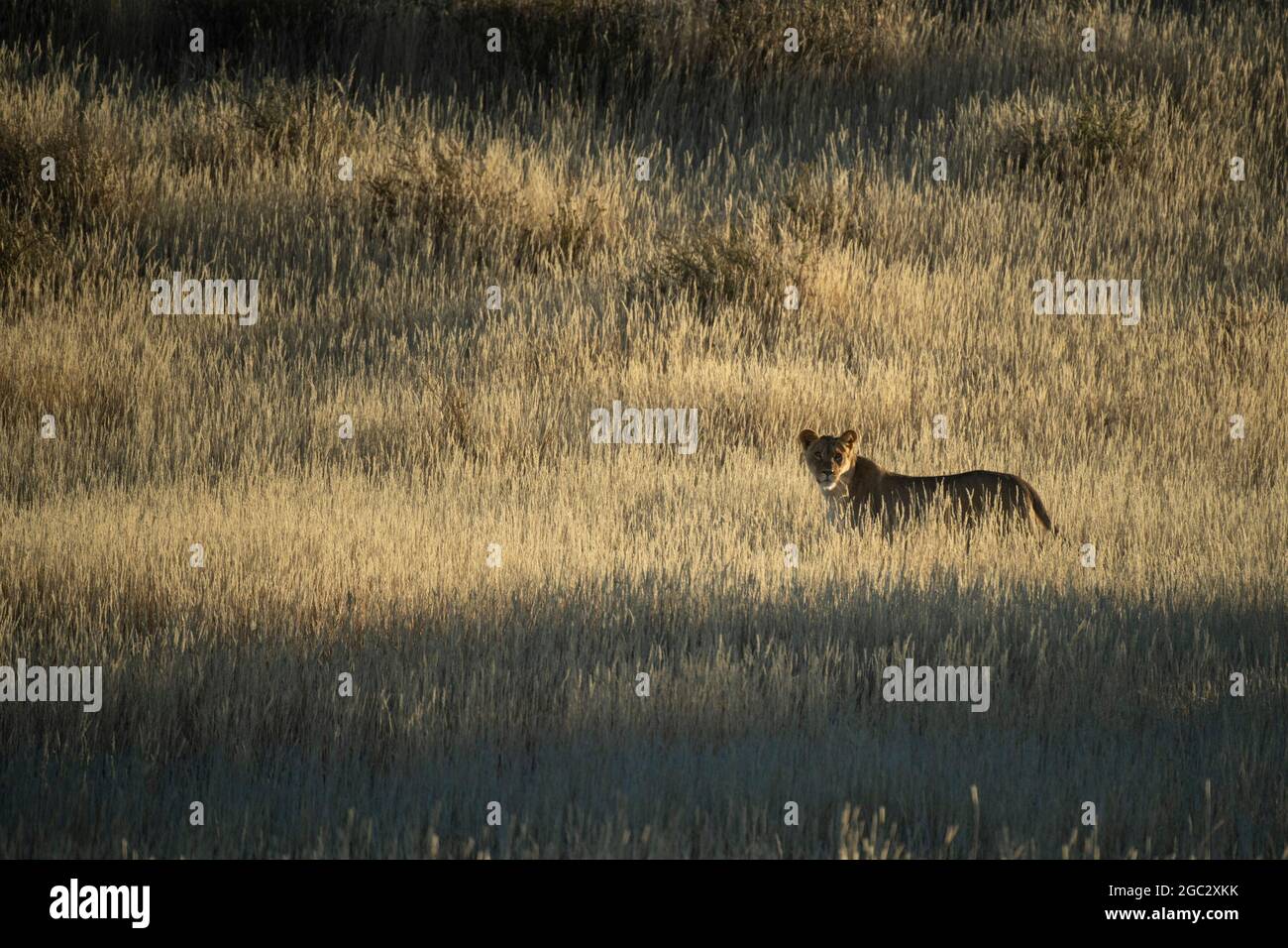 Lion, Panthera leo, Kgalagadi Transfrontier Park, South Africa Stock Photo