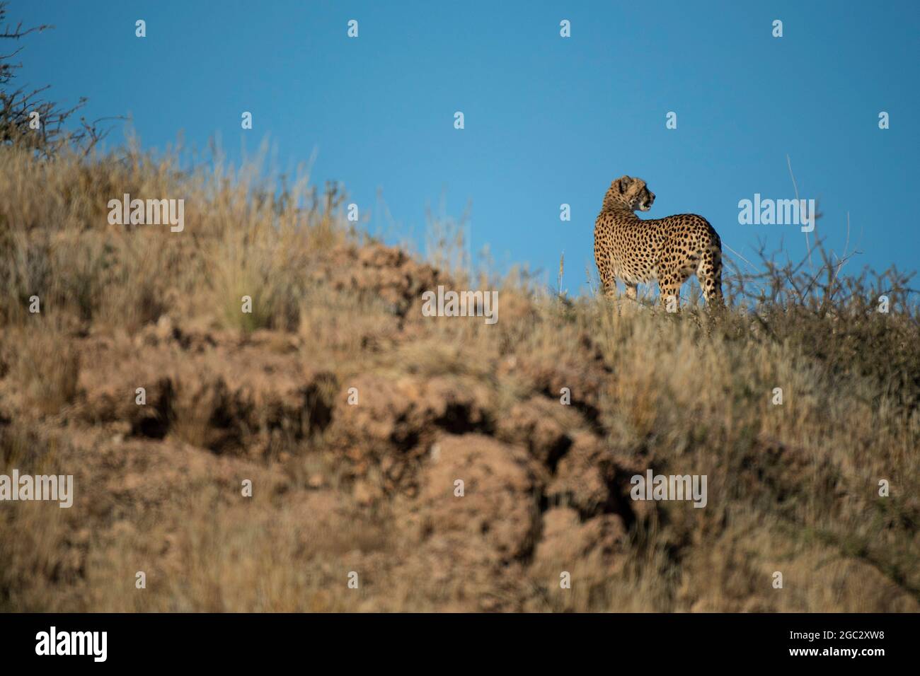Cheetah, Acinonyx jubatus, Kgalagadi Transfrontier Park, South Africa Stock Photo