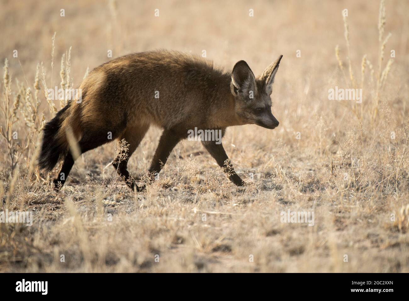 Bat-eared fox, Otocyon megalotis, Kgalagadi Transfrontier Park, South Africa Stock Photo