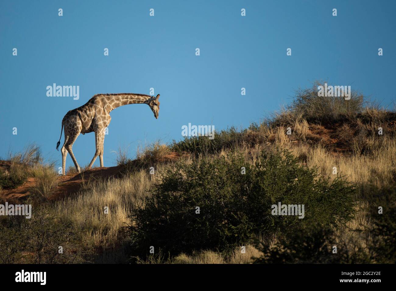 Southern giraffe, Giraffa camelopardalis giraffa, Kgalagadi Transfrontier Park, South Africa Stock Photo