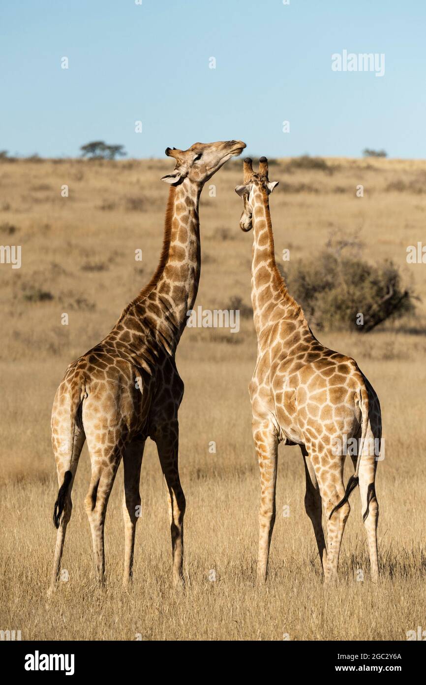 Southern giraffes necking, Giraffa camelopardalis giraffa, Kgalagadi Transfrontier Park, South Africa Stock Photo