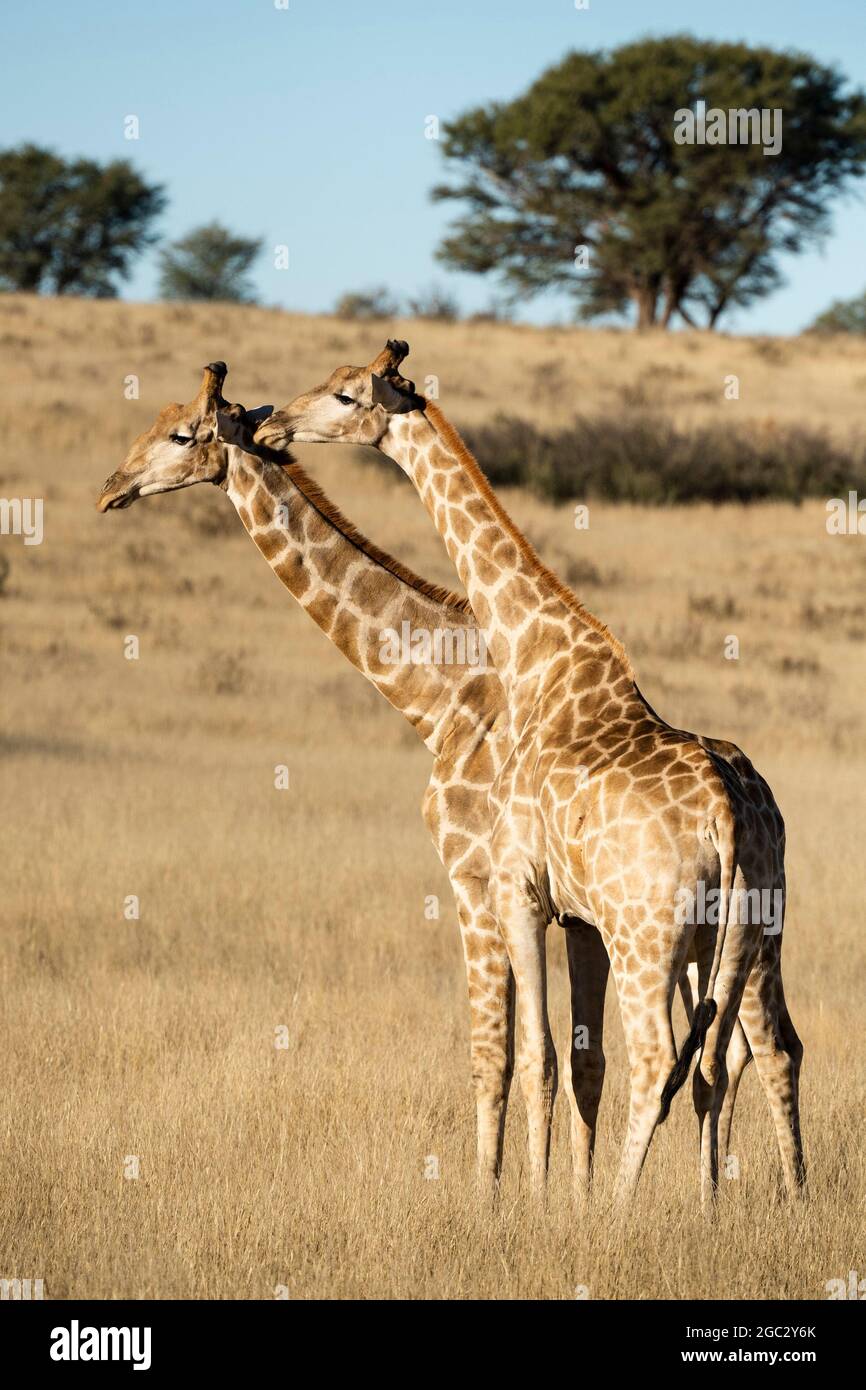 Southern giraffes necking, Giraffa camelopardalis giraffa, Kgalagadi Transfrontier Park, South Africa Stock Photo