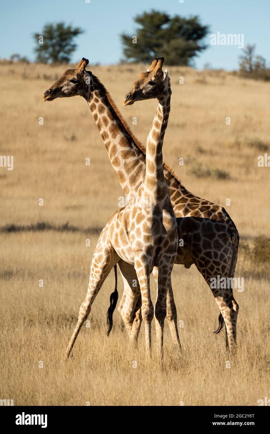 Southern giraffe, Giraffa camelopardalis giraffa, Kgalagadi Transfrontier Park, South Africa Stock Photo