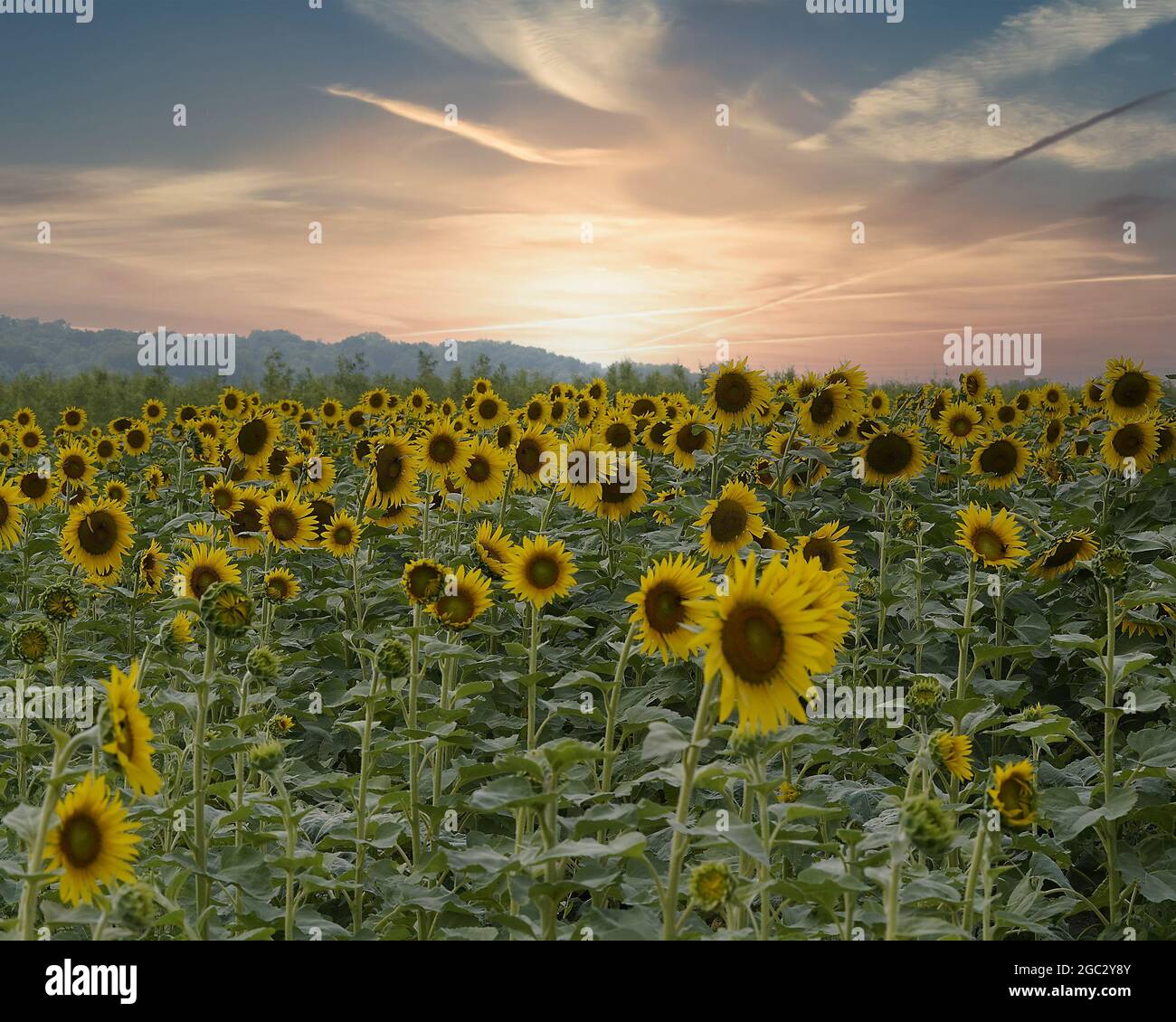 Scenic view of beautiful sunflowers in a field against a sunset sky ...