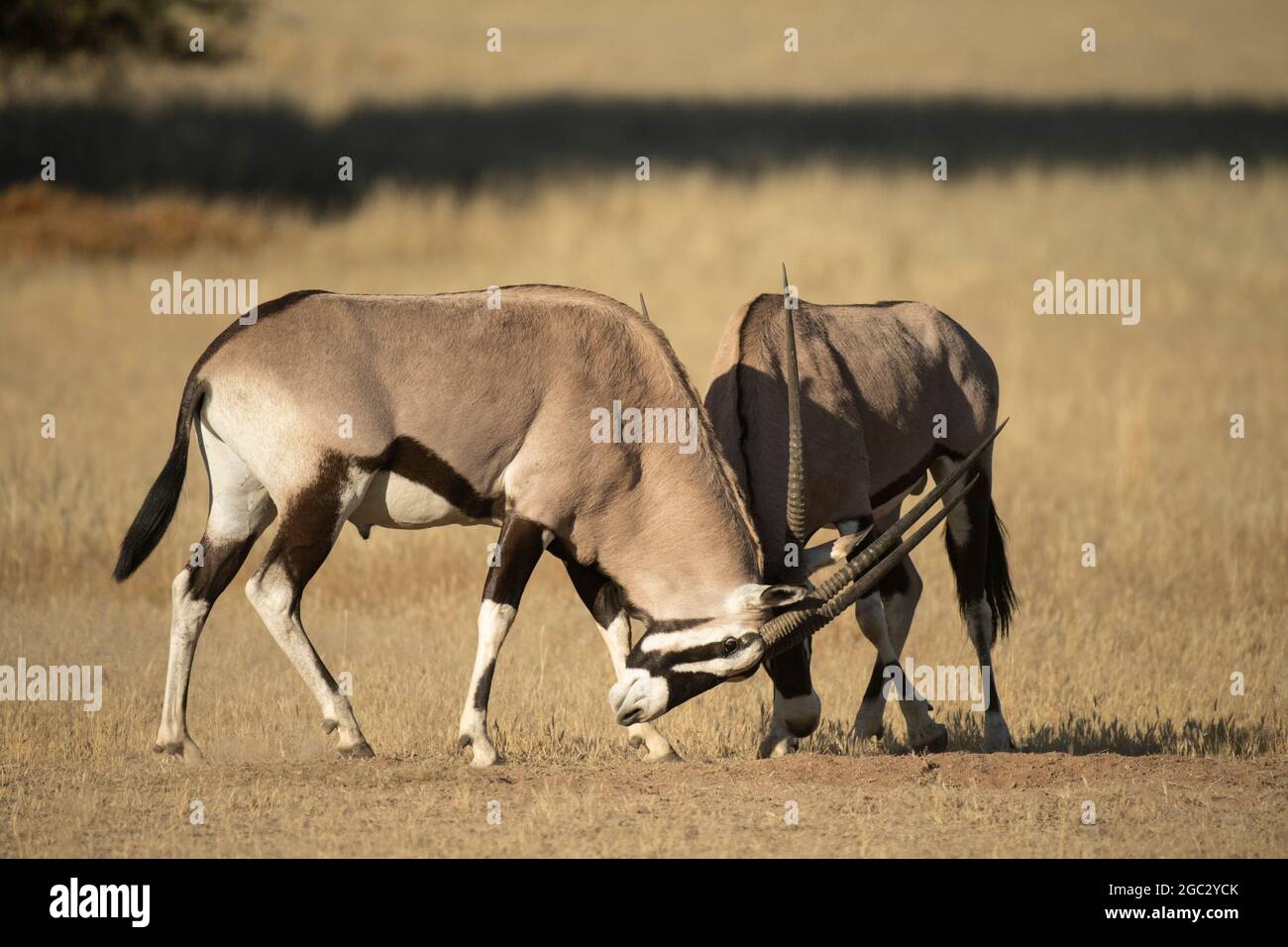 Gemsbok, Oryx gazella gazella, Kgalagadi Transfrontier Park, South Africa Stock Photo
