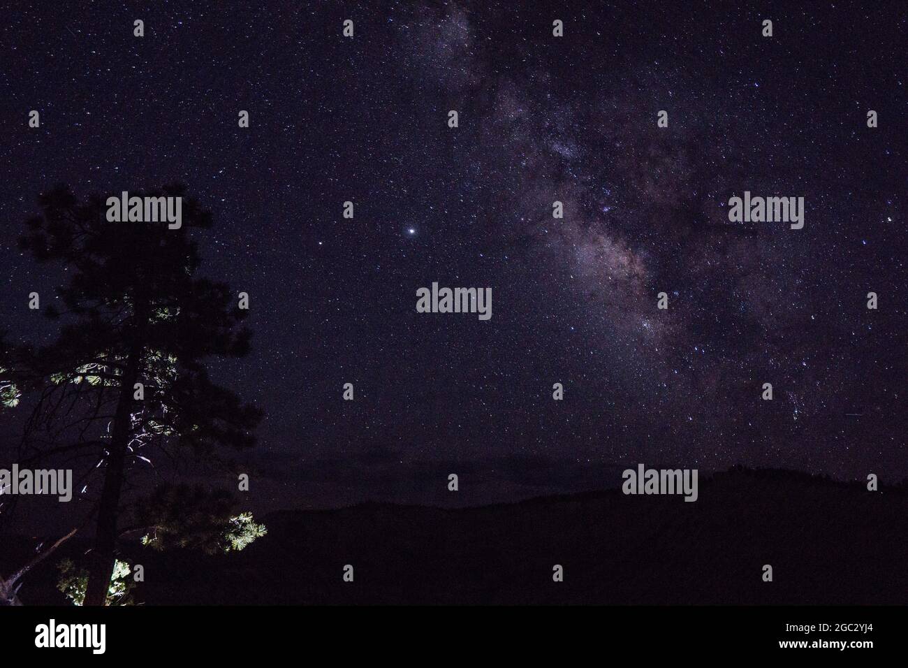 Low angle shot of a tree under the starry night sky Stock Photo - Alamy