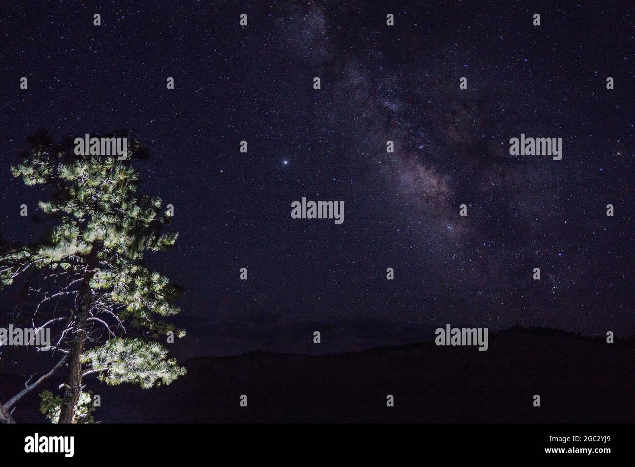 Low angle shot of a tree under the starry night sky Stock Photo - Alamy
