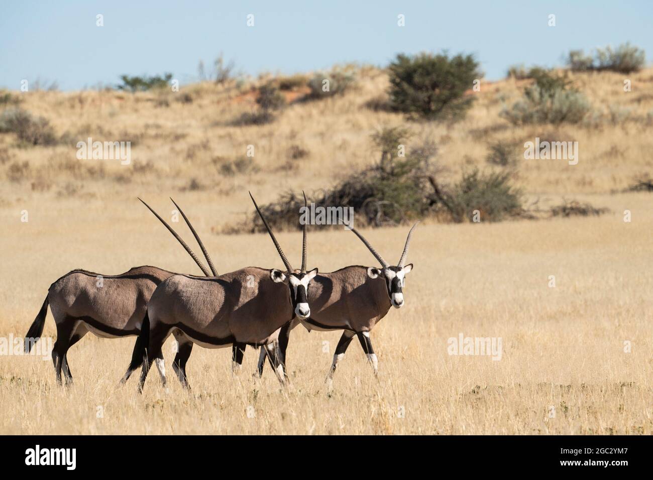 Gemsbok, Oryx gazella gazella, Kgalagadi Transfrontier Park, South Africa Stock Photo