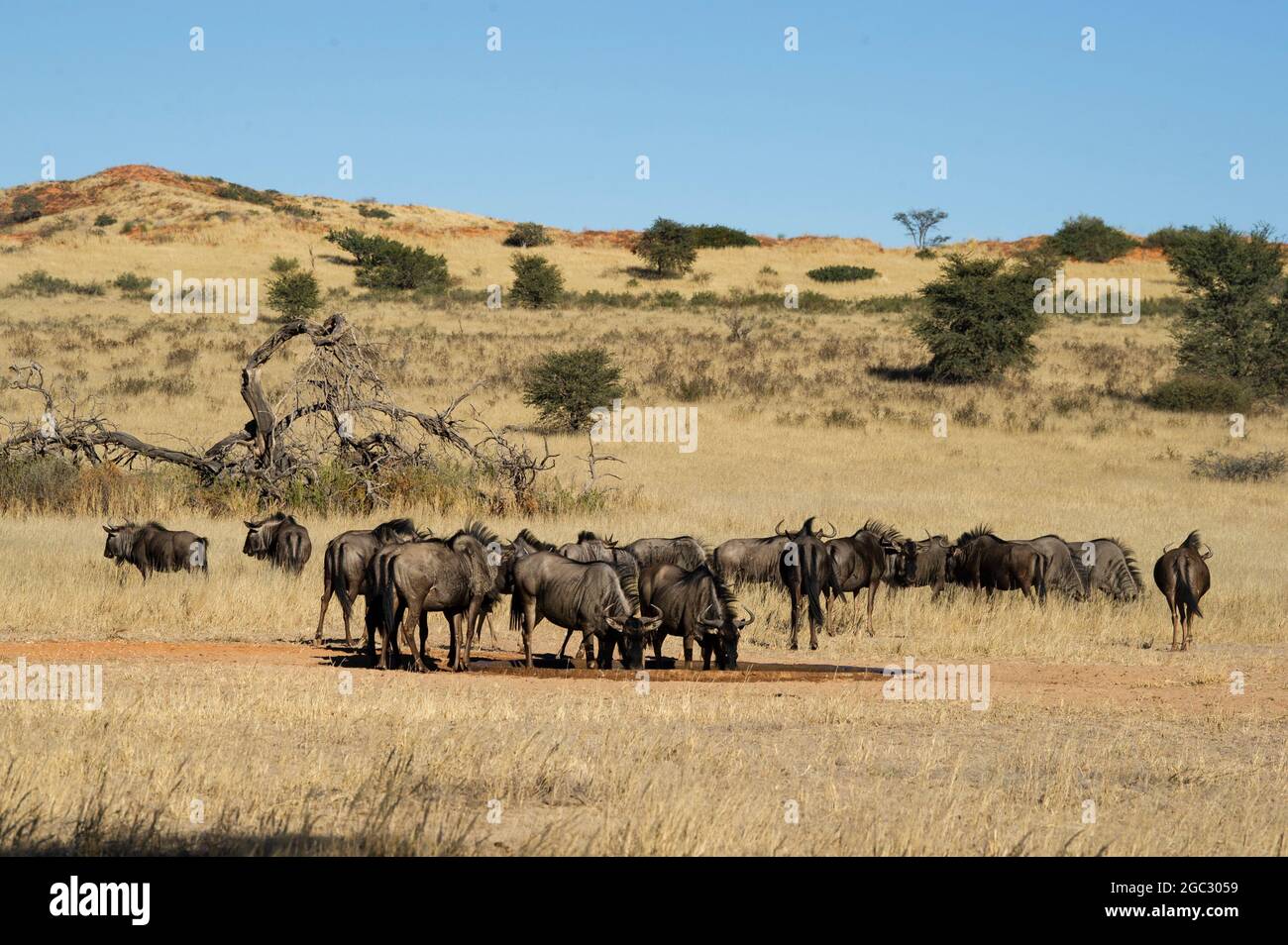 Blue wildebeest drinking at a waterhole, Connochaetes taurinus, Kgalagadi Transfrontier Park, South Africa Stock Photo