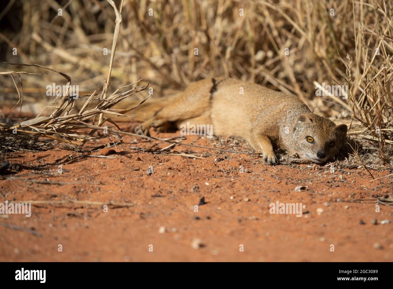 Yellow mongoose, Cynictis penicillata, Kgalagadi Transfrontier Park, South Africa Stock Photo