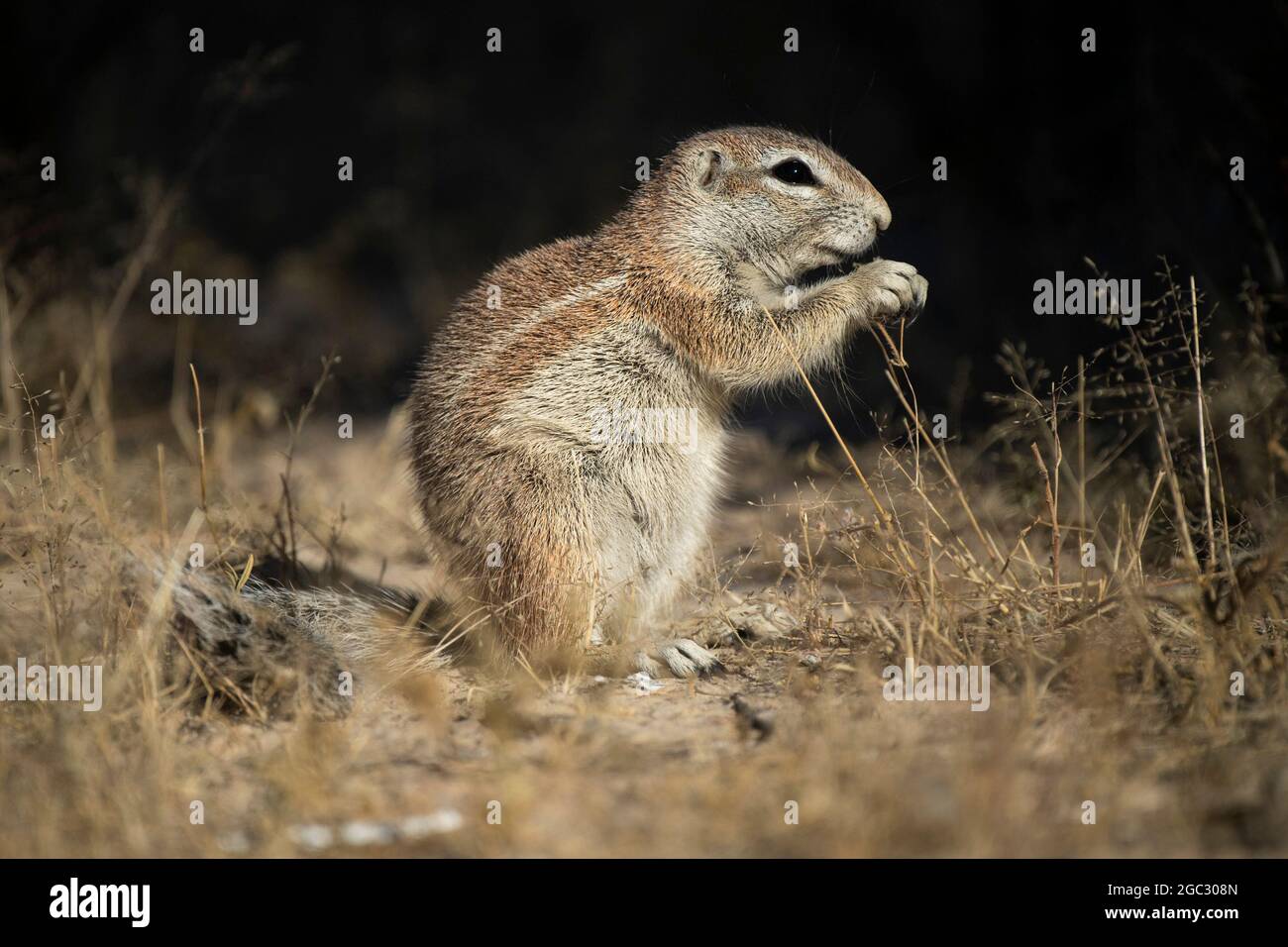 Ground squirrel, Xerus inauris, Kgalagadi Transfrontier Park, South Africa Stock Photo