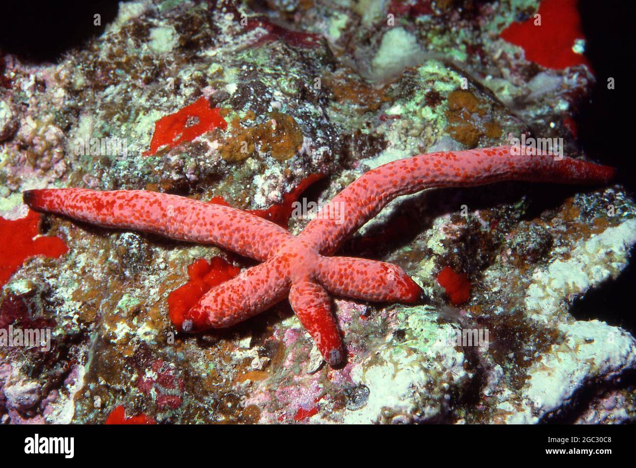 Regeneration, starfish regenerating arms Stock Photo Alamy