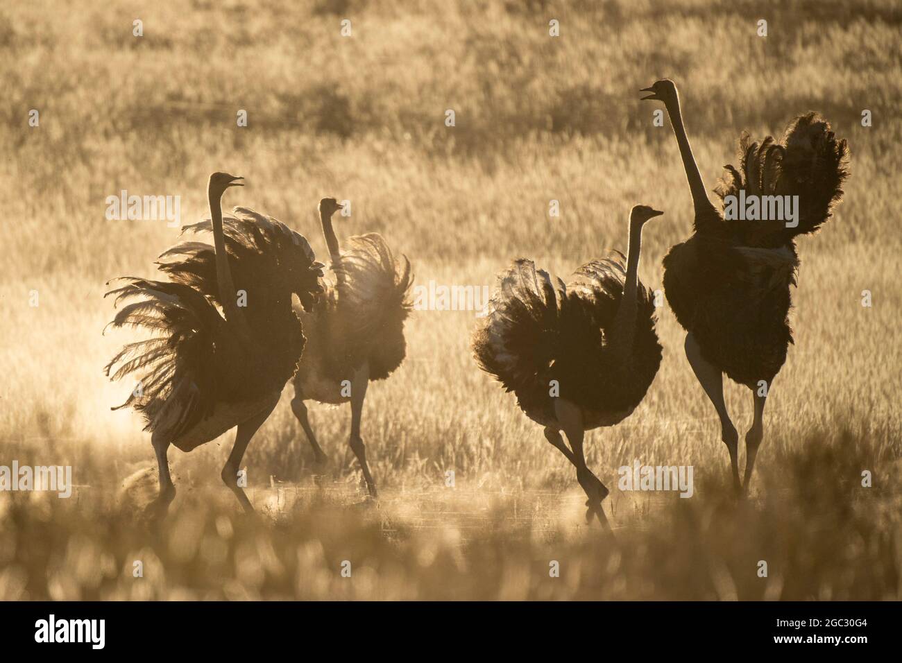 Common ostriches displaying, Struthio camelus, Kgalagadi Transfrontier Park, South Africa Stock Photo
