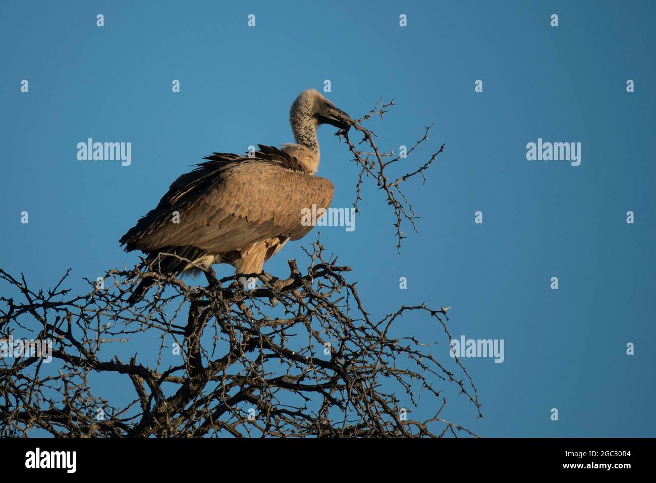 White-backed vulture, Gyps africanus, Kgalagadi Transfrontier Park, South Africa Stock Photo