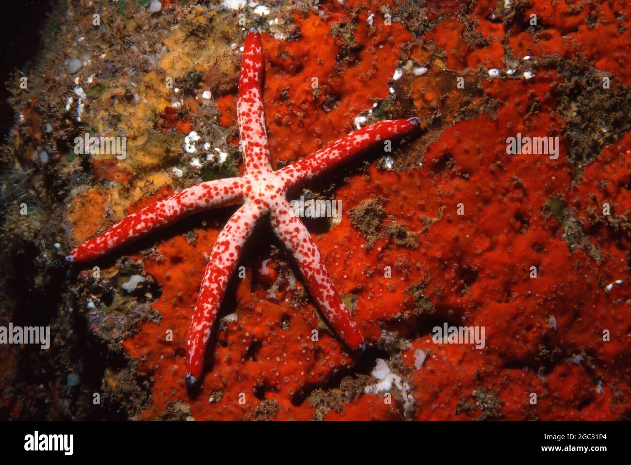 Starfish, Linckia multiflora, Hawaii Stock Photo
