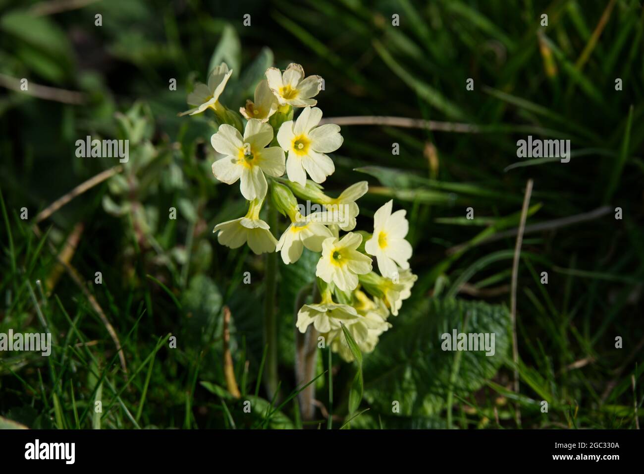 Pale yellow British wild spring flower Primula elatior Oxlip growing in grass March UK Stock Photo
