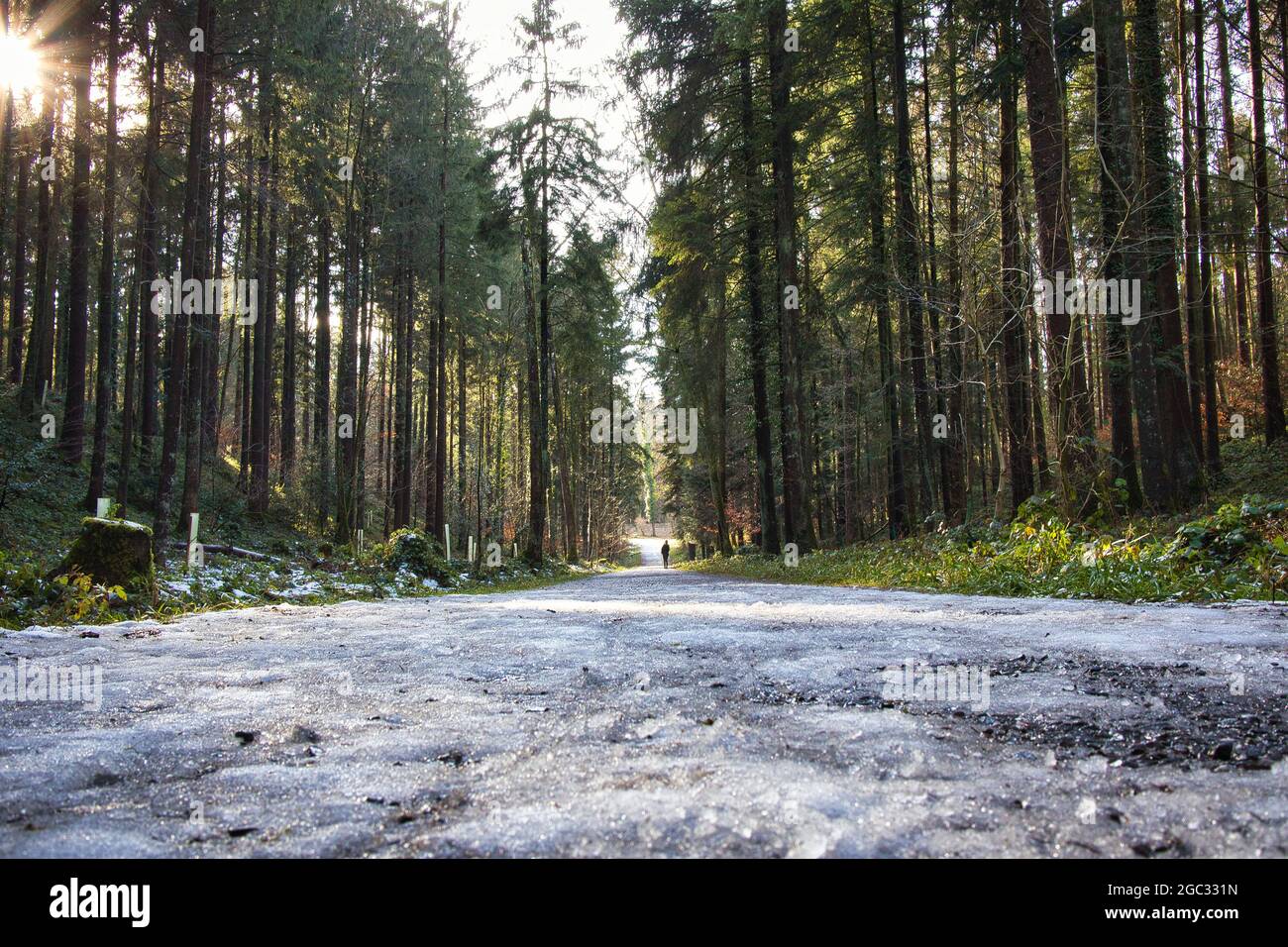 Road going through the forest among the trees on asunny day Stock Photo ...
