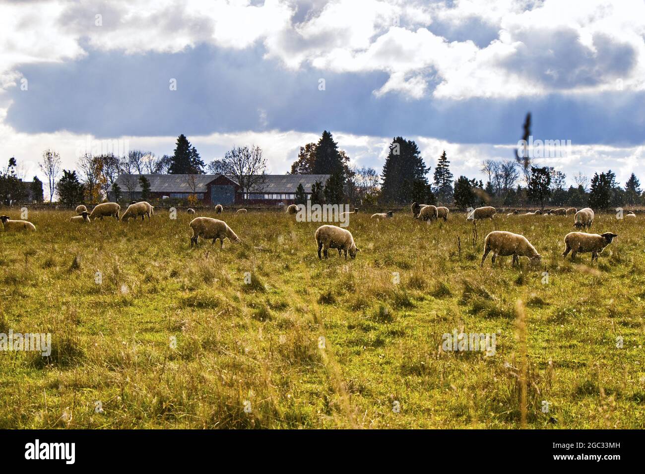 Flock of sheep grazing in the field Stock Photo - Alamy