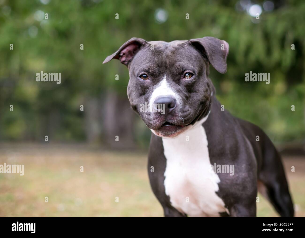 A black and white Pit Bull mixed breed dog with a smile on its face Stock Photo