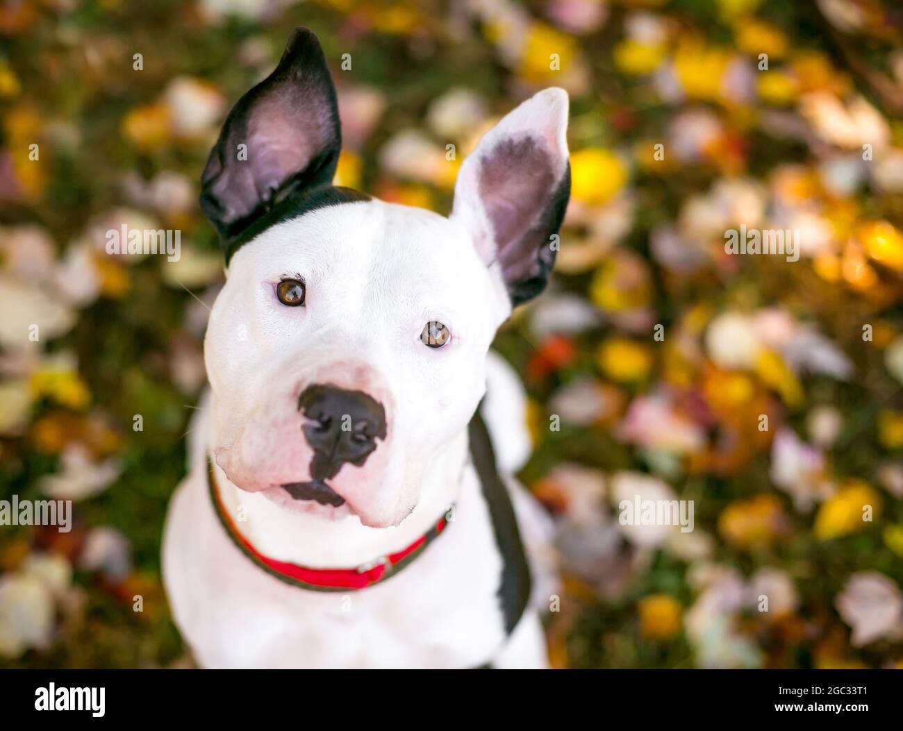 A Black And White Pit Bull Terrier Mixed Breed Dog With Large Ears Surrounded By Colorful Autumn Leaves Stock Photo Alamy