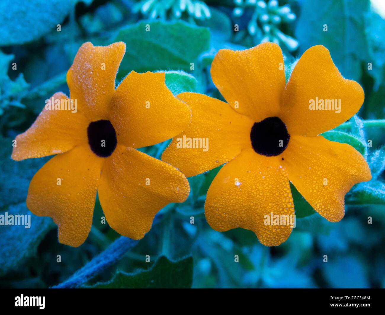 Black-eyed susan, Thunbergia alata, Wilderness, South Africa Stock Photo