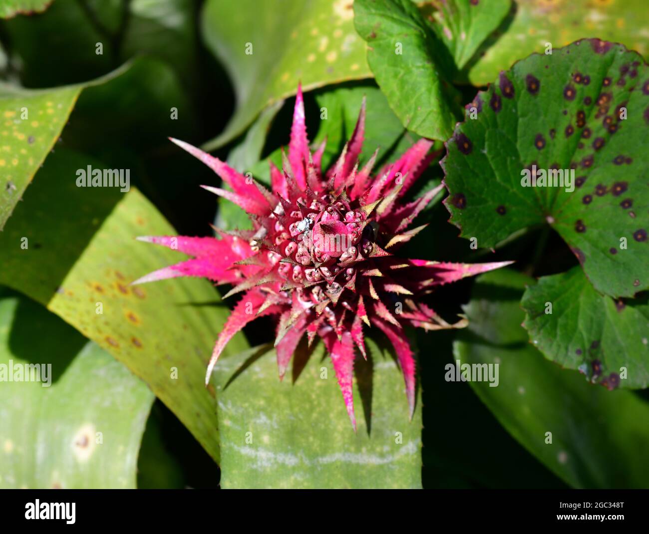 Urn Plant (Aechmea fasciata) is a native plant of Brazil. Sao Paulo, Brazil Stock Photo