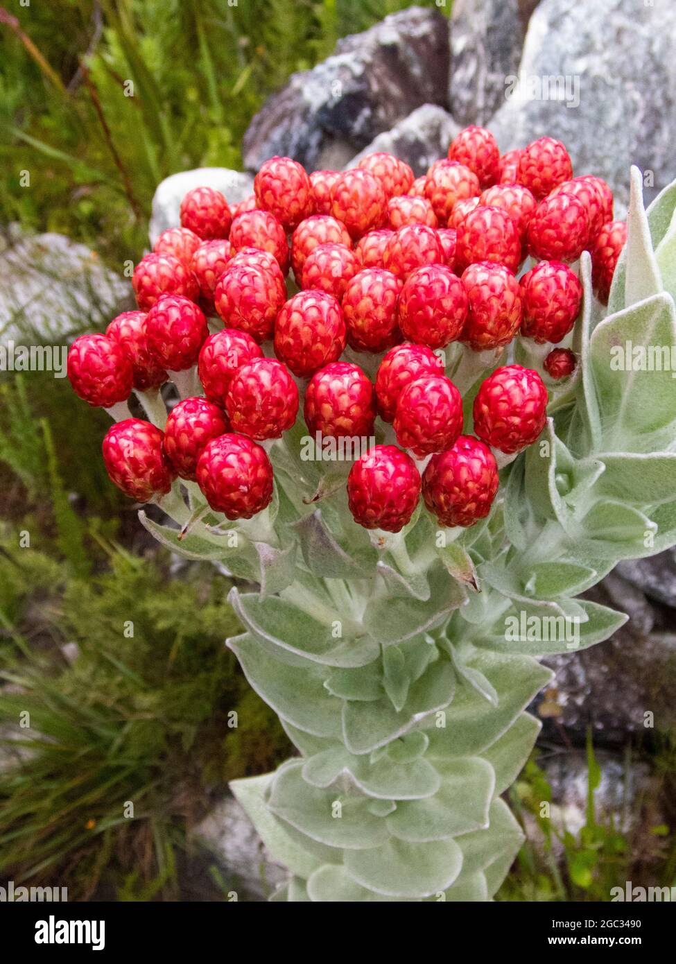 Strawberry everlasting, Syncarpha eximia, Outeniqua Mountains, Garden Route, South Africa Stock Photo