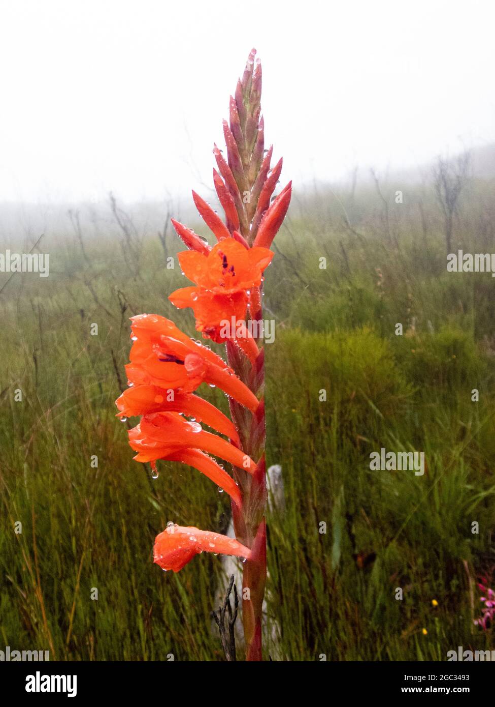 Watsonia flower, Outeniqua Mountains, Garden Route, South Africa Stock Photo