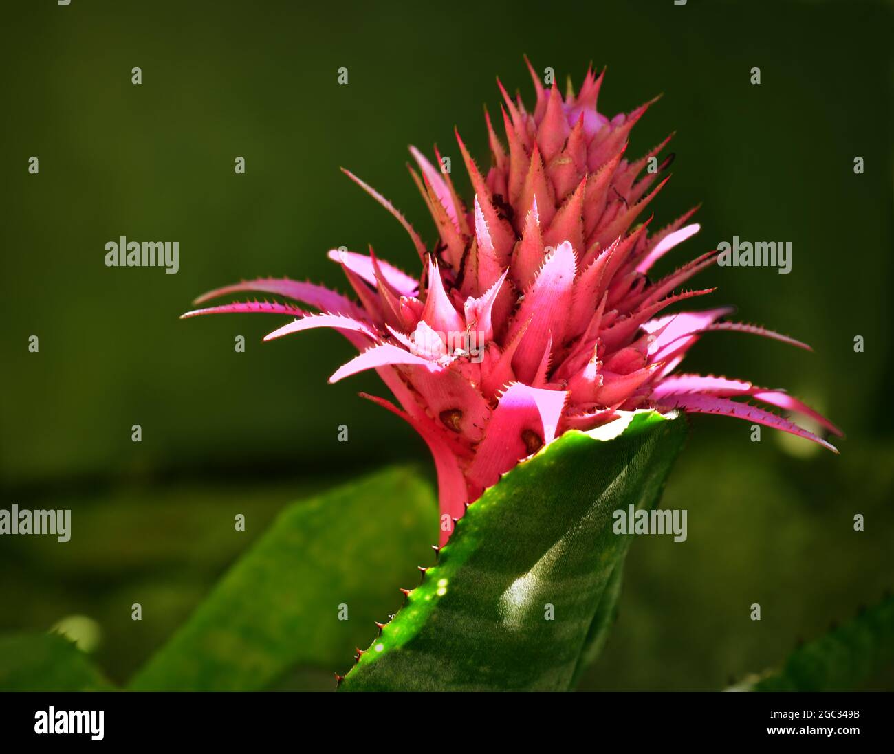 Urn Plant (Aechmea fasciata) is a native plant of Brazil. Sao Paulo, Brazil Stock Photo