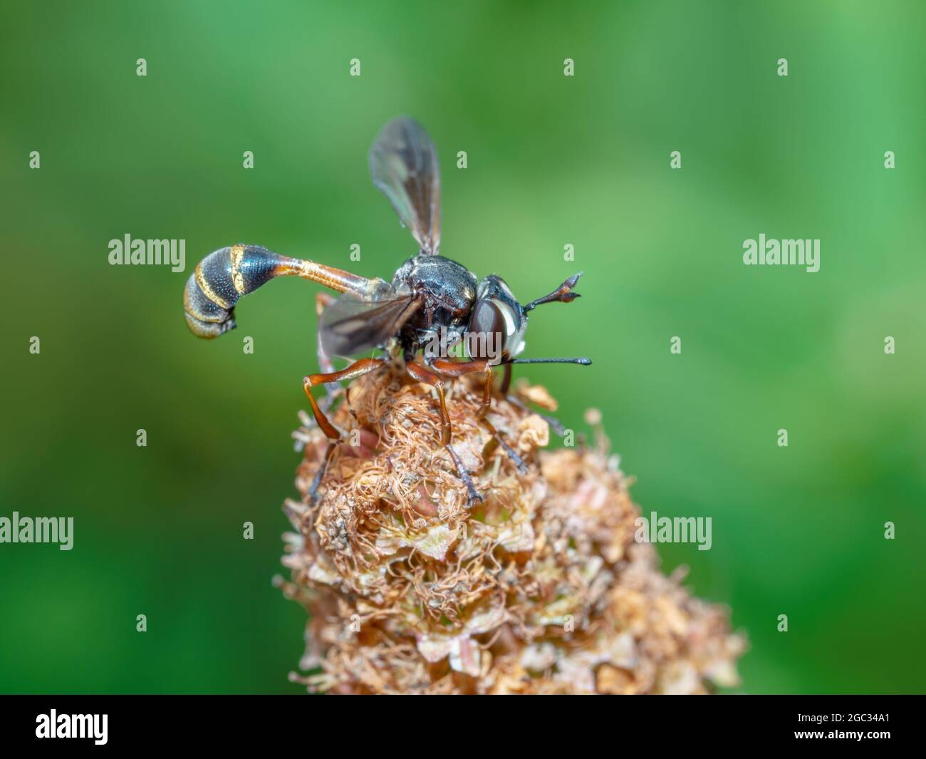 Physocephala rufipes fly on seedhead, wasp mimic. Stock Photo
