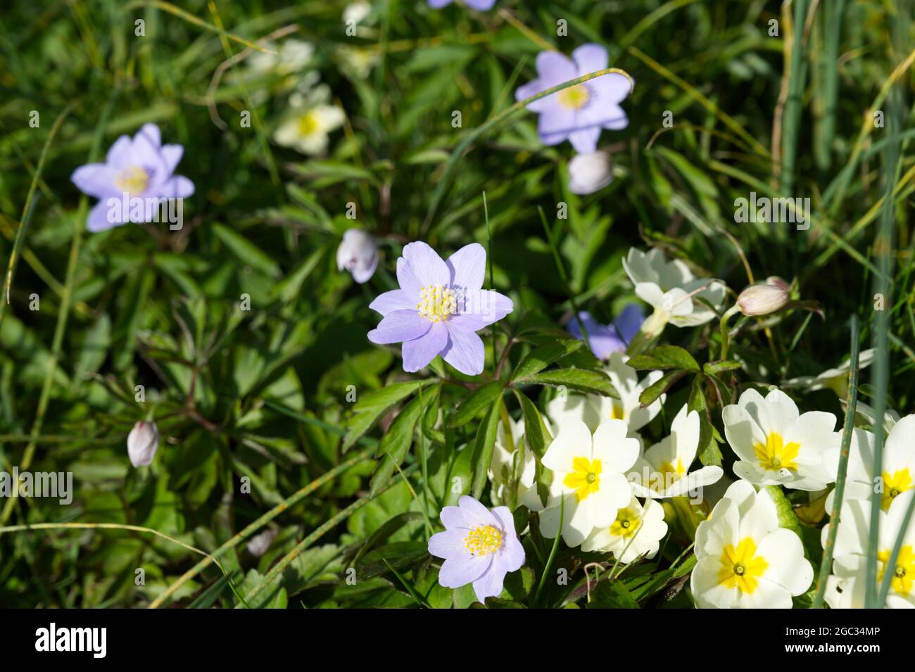 Spring flowers, Blue wood anemone (Anemone nemorosa Robinsoniana ) primroses  growing in grass March UK Stock Photo