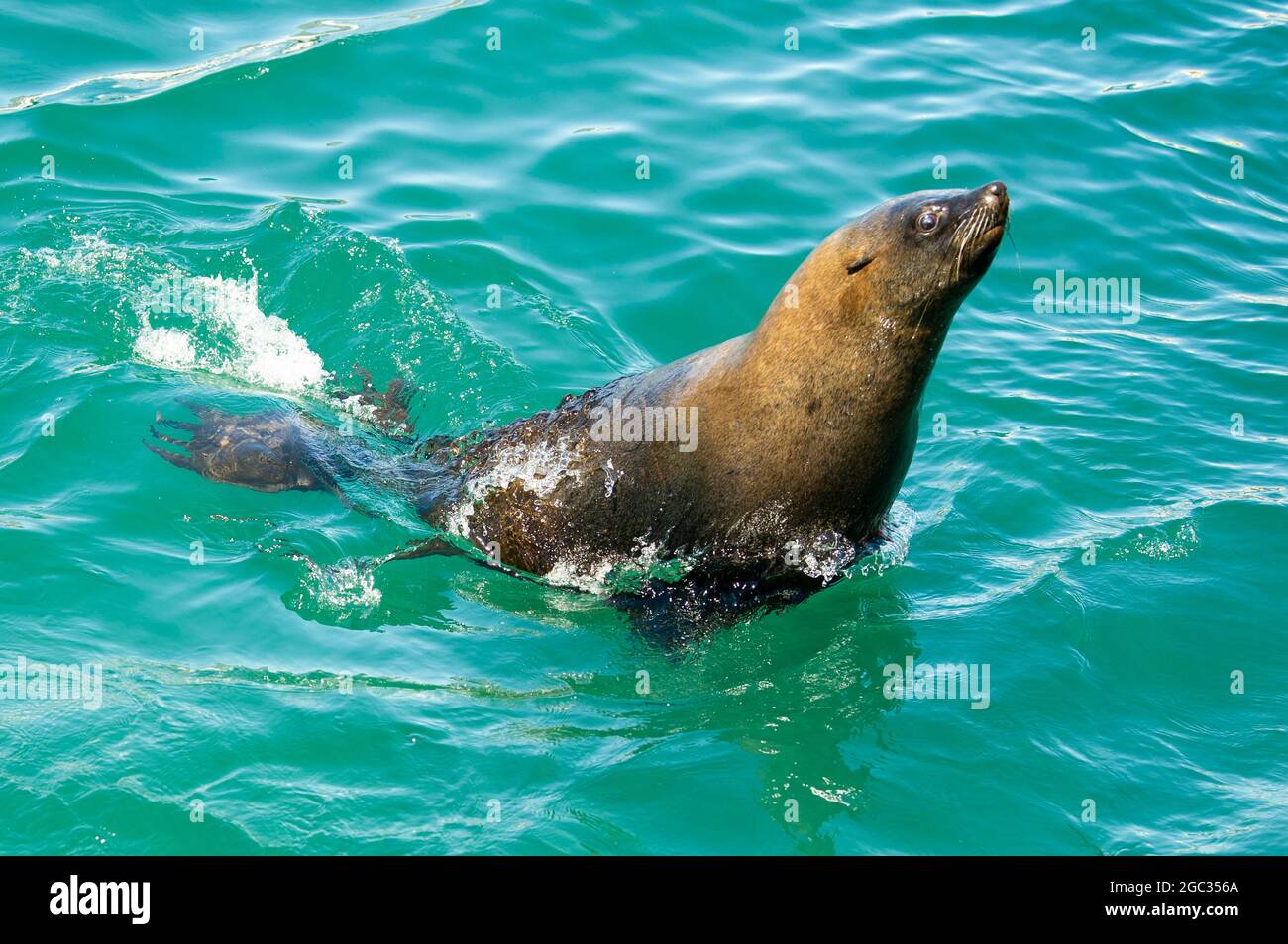 South africa seals hires stock photography and images Alamy
