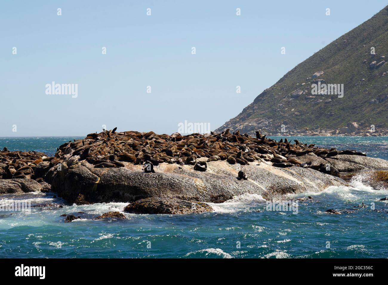 seal-colony-at-duiker-island-hout-bay-south-africa-stock-photo-alamy