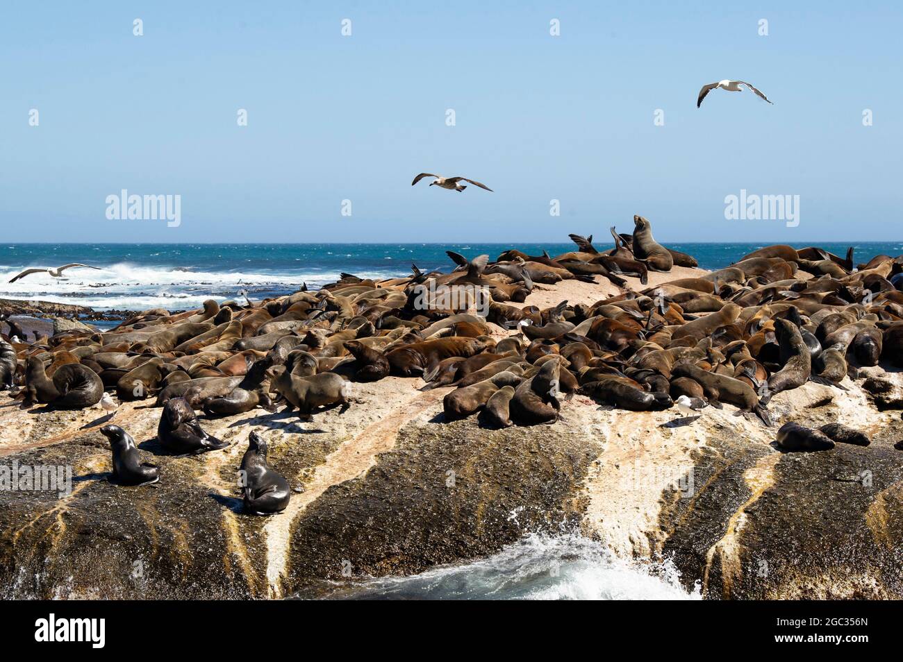 Seal colony at Duiker Island, Hout Bay, South Africa Stock Photo