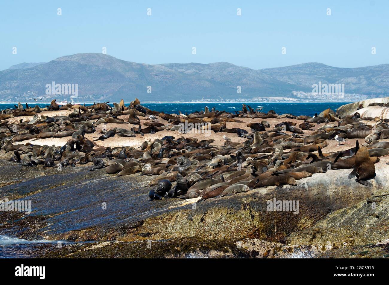 seal-colony-at-duiker-island-hout-bay-south-africa-stock-photo-alamy